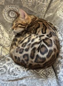 Bengal Kittens - Bengal Kitten For Adoption - Santa Clarita&comma; CA&comma; US