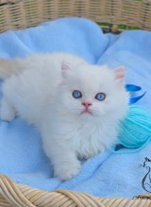 Emilia - British Shorthair Kitten For Sale - TN&comma; US