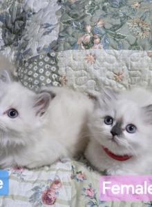 Ragdolls - Ragdoll Kitten For Sale - Chesapeake&comma; VA&comma; US