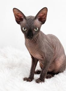Blossom - Sphynx Kitten For Sale - Lakeland&comma; FL&comma; US