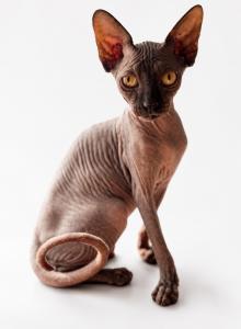 Broly - Sphynx Kitten For Sale - Lakeland&comma; FL&comma; US