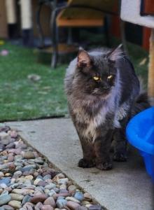 NickXRhae - Maine Coon Kitten For Sale - Spokane&comma; WA&comma; US