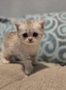 Miss - Scottish Straight Kitten For Sale - Commerce City&comma; CO&comma; US