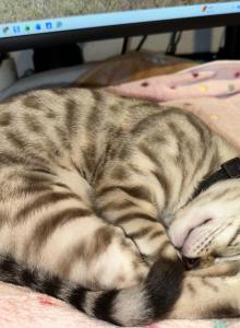 Drew Black Collar - Bengal Kitten For Sale - Oklahoma City&comma; OK&comma; US