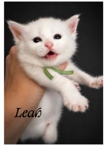 Leah - Maine Coon Kitten For Sale - KS&comma; US