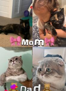 Minninmon fall litter - Scottish Fold Kitten For Sale - San Marcos&comma; CA&comma; US