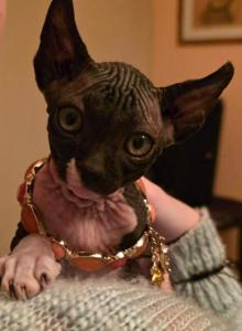 Pixie - Sphynx Kitten For Sale - IL&comma; US