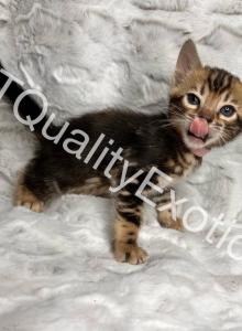 2 boys 3 girls Bengal kittens - Bengal Kitten For Sale - Fenton&comma; MI&comma; US