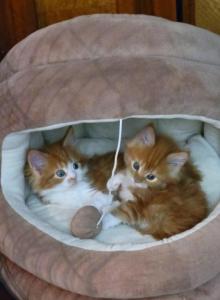 June - Maine Coon Kitten For Sale - Manchester Township&comma; NJ&comma; US