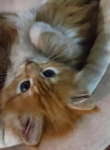 June - Maine Coon Kitten For Sale - Manchester Township, NJ, US June - Maine Coon Kitten For Sale - Manchester Township, NJ, US