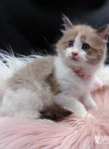 Skye Seal Mink Bicolor Ragdoll kitten - Ragdoll Kitten For Sale - AR&comma; US