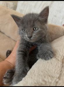 Charlie - Polydactyl Kitten For Sale - Prior Lake&comma; MN&comma; US
