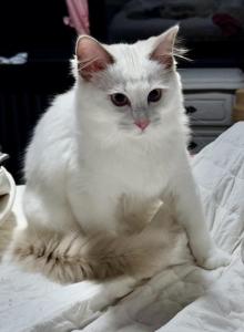 Capri Lilac Collection - Ragdoll Kitten For Sale - Mount Joy&comma; PA&comma; US