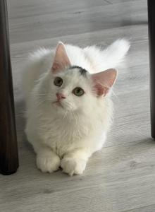 Mix Ragdoll & Turkish Van - Ragdoll Kitten For Adoption - Auburn, WA, US Mix Ragdoll & Turkish Van - Ragdoll Kitten For Adoption - Auburn, WA, US
