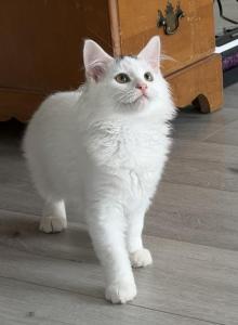 Mix Ragdoll & Turkish Van - Ragdoll Kitten For Adoption - Auburn, WA, US Mix Ragdoll & Turkish Van - Ragdoll Kitten For Adoption - Auburn, WA, US