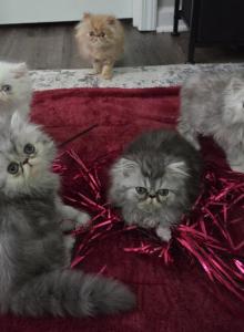 Shaded Silver Persian - Persian Kitten For Sale - Peculiar, MO, US Shaded Silver Persian - Persian Kitten For Sale - Peculiar, MO, US