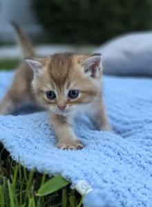 Sunny - Scottish Fold Kitten For Sale - Feasterville, PA, US Sunny - Scottish Fold Kitten For Sale - Feasterville, PA, US