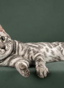 Maximus from Fashionkitties - Bengal Kitten For Sale - Charlotte&comma; NC&comma; US