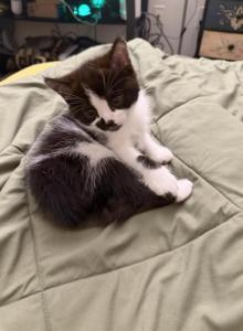 Pepper - Persian Kitten For Sale - Center Groton, CT, US Pepper - Persian Kitten For Sale - Center Groton, CT, US