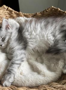 Gwen of Luna and Emmett - Maine Coon Kitten For Sale - New Albany&comma; OH&comma; US