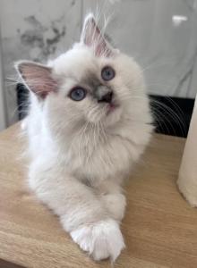 ARIA Blue mitted Female - Ragdoll Kitten For Sale - Chattanooga, TN, US ARIA Blue mitted Female - Ragdoll Kitten For Sale - Chattanooga, TN, US