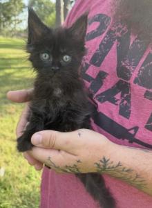 Rhiannon Empyrean Litter - Maine Coon Kitten For Sale - Doniphan, MO, US Rhiannon Empyrean Litter - Maine Coon Kitten For Sale - Doniphan, MO, US