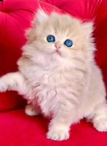 British Longhair Blue Golden Female - British Shorthair Kitten For Sale - Aliso Viejo, CA, US British Longhair Blue Golden Female - British Shorthair Kitten For Sale - Aliso Viejo, CA, US