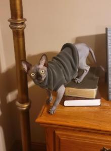 Tommy - Sphynx Kitten For Sale - IL, US Tommy - Sphynx Kitten For Sale - IL, US