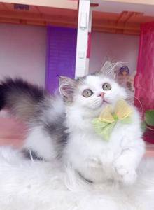 MK028 - Munchkin Kitten For Sale - Los Angeles, CA, US MK028 - Munchkin Kitten For Sale - Los Angeles, CA, US