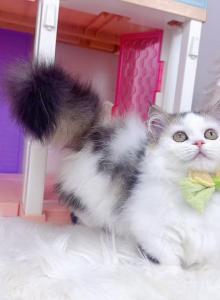 MK028 - Munchkin Kitten For Sale - Los Angeles&comma; CA&comma; US