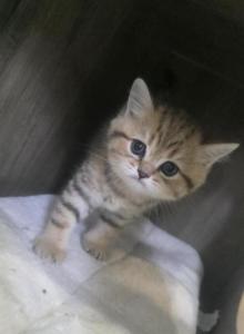 Miso - Scottish Straight Kitten For Sale - Naperville, IL, US Miso - Scottish Straight Kitten For Sale - Naperville, IL, US