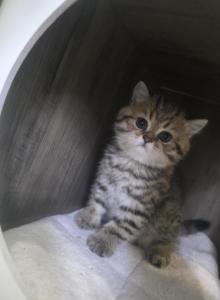 Lilly - Scottish Fold Kitten For Sale - Naperville, IL, US Lilly - Scottish Fold Kitten For Sale - Naperville, IL, US