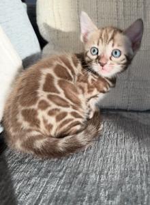 Gorgeous Snow Mink girls - Bengal Kitten For Sale - Reinholds, PA, US Gorgeous Snow Mink girls - Bengal Kitten For Sale - Reinholds, PA, US
