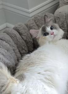Zelda's Litter - Ragdoll Kitten For Sale - Sicklerville, NJ, US Zelda's Litter - Ragdoll Kitten For Sale - Sicklerville, NJ, US