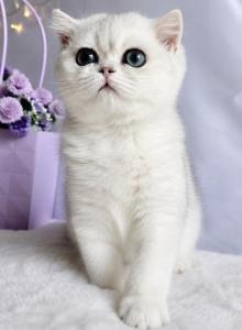 Yagodka - British Shorthair Kitten For Sale - Land O Lakes, FL, US Yagodka - British Shorthair Kitten For Sale - Land O Lakes, FL, US