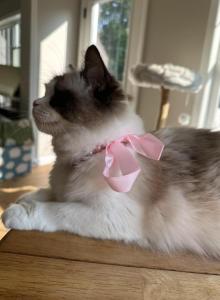 TICA ragdoll kittens - Ragdoll Kitten For Sale - Amherst, NH, US TICA ragdoll kittens - Ragdoll Kitten For Sale - Amherst, NH, US
