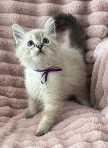 TICA Registered Ragdolls - Ragdoll Kitten For Sale - Ballston Lake, NY, US TICA Registered Ragdolls - Ragdoll Kitten For Sale - Ballston Lake, NY, US