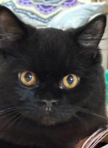 Sweet black Persian angel baby - Persian Kitten For Sale - Benbrook, TX, US Sweet black Persian angel baby - Persian Kitten For Sale - Benbrook, TX, US