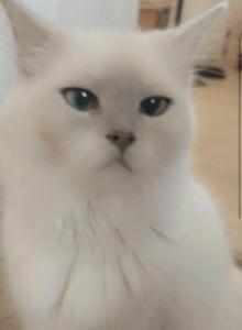 Kats ravishing ragdolls litter 1 - Ragdoll Kitten For Sale - Lancaster, PA, US Kats ravishing ragdolls litter 1 - Ragdoll Kitten For Sale - Lancaster, PA, US