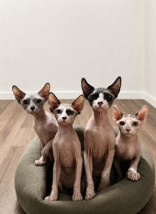 Zena First - Sphynx Kitten For Sale - Jacksonville, FL, US Zena First - Sphynx Kitten For Sale - Jacksonville, FL, US