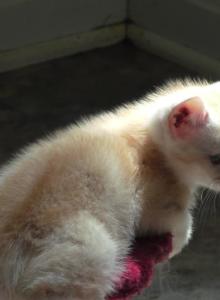 Archie - Domestic Kitten For Sale - Bowie&comma; MD&comma; US