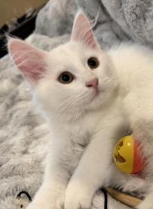 FirCountry Duchess - Siberian Kitten For Sale - Castle Rock, WA, US FirCountry Duchess - Siberian Kitten For Sale - Castle Rock, WA, US