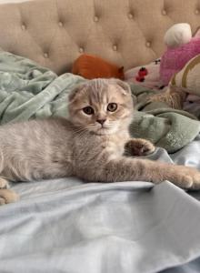 Peach - Scottish Fold Kitten For Sale - New York, NY, US Peach - Scottish Fold Kitten For Sale - New York, NY, US