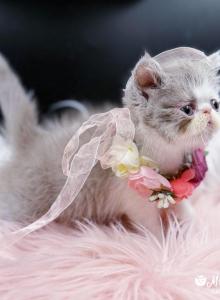 Marzipan Lilac Bicolor Exotic Shorthair Kitten - Exotic Kitten For Sale - AR, US Marzipan Lilac Bicolor Exotic Shorthair Kitten - Exotic Kitten For Sale - AR, US