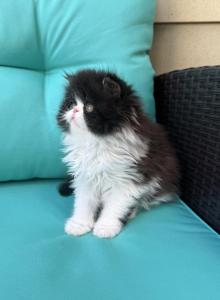 Bishop - Persian Kitten For Sale - Delavan, WI, US Bishop - Persian Kitten For Sale - Delavan, WI, US