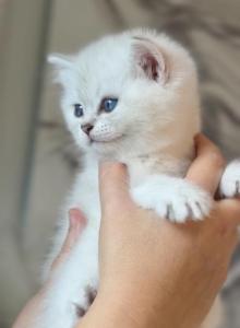 Atrey - Scottish Straight Kitten For Sale - Clearwater, FL, US Atrey - Scottish Straight Kitten For Sale - Clearwater, FL, US