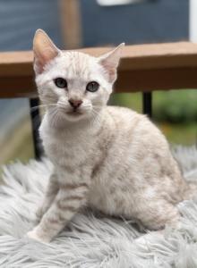 Woody - Bengal Kitten For Sale - ME, US Woody - Bengal Kitten For Sale - ME, US