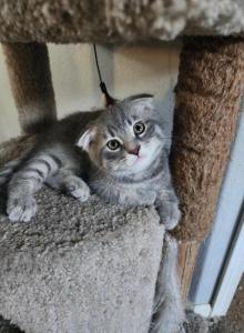 Cinco - Scottish Fold Kitten For Sale - Molalla, OR, US Cinco - Scottish Fold Kitten For Sale - Molalla, OR, US