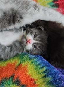 Maestro - Maine Coon Kitten For Sale - San Antonio, TX, US Maestro - Maine Coon Kitten For Sale - San Antonio, TX, US
