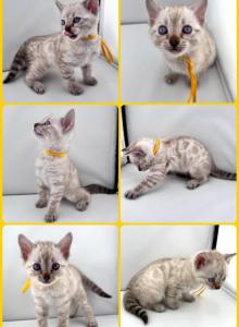 DaisysLitter - Bengal Kitten For Sale - Natchitoches, LA, US DaisysLitter - Bengal Kitten For Sale - Natchitoches, LA, US